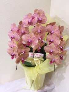 SunLuce 美容室　小宮　♡胡蝶蘭♡
