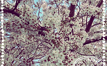 SunLuce あっという間に